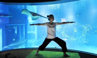 ペンギンやアザラシのポーズも!?　大阪の水族館で女性限定の夜ヨガイベント開催