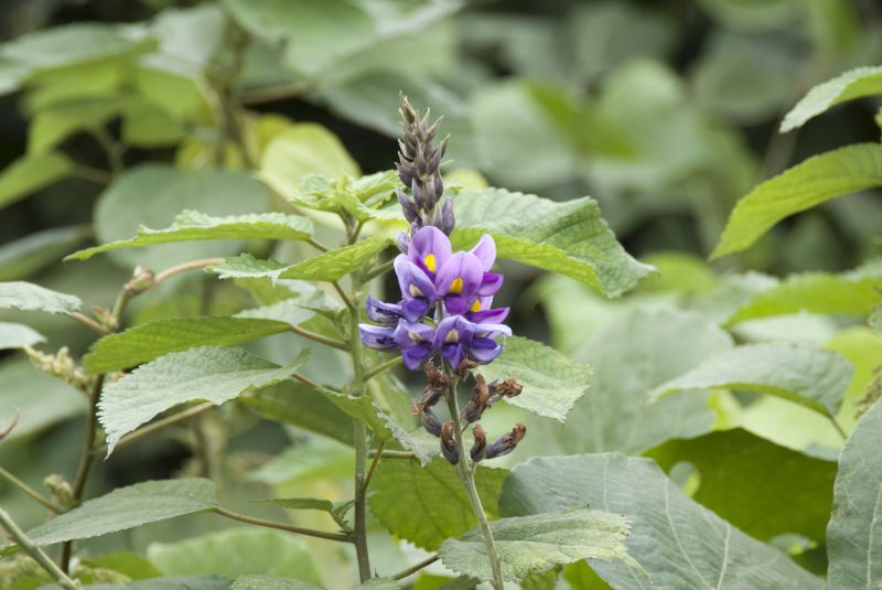 葛湯でおなじみの葛。その花に含まれるイソフラボンにすごいパワーがあるとか