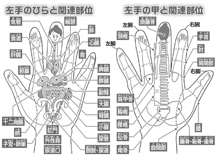 手の反射区を解説するイラスト