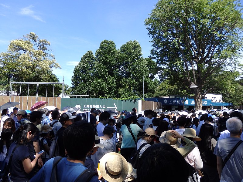 真夏の炎天下。上野動物園の前には、パンダのシャンシャンをひと目見ようと多くの人が詰めかけている