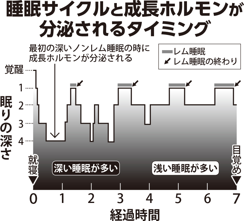 睡眠サイクルと成長ホルモンが分泌されるタイミングを示した表