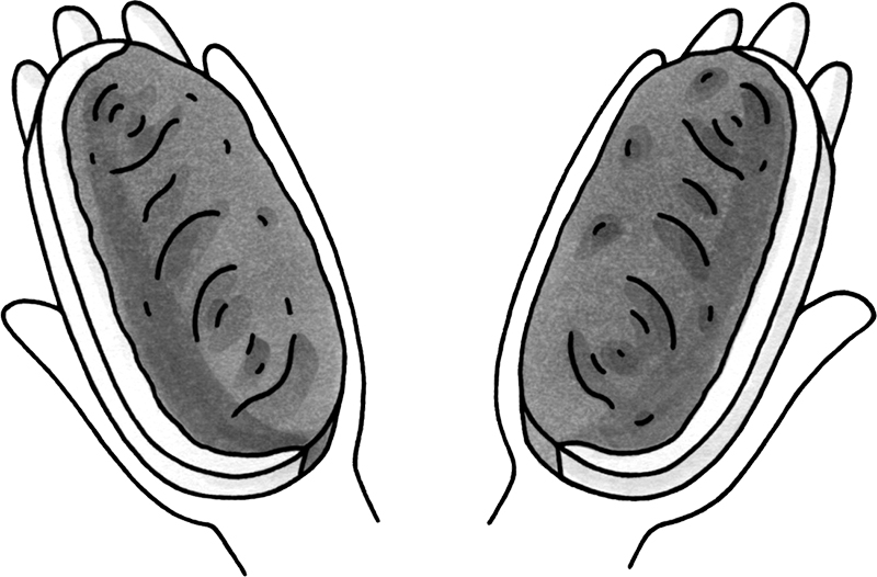手の平大の肉のイラスト
