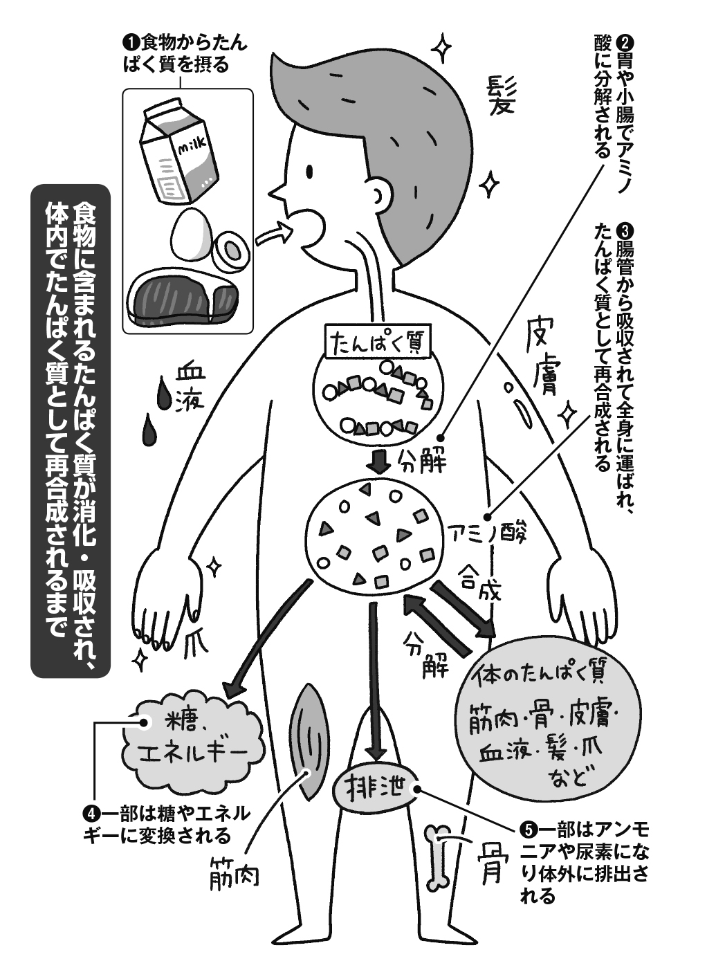 体内でアミノ酸が作られるしくみを図解したもの