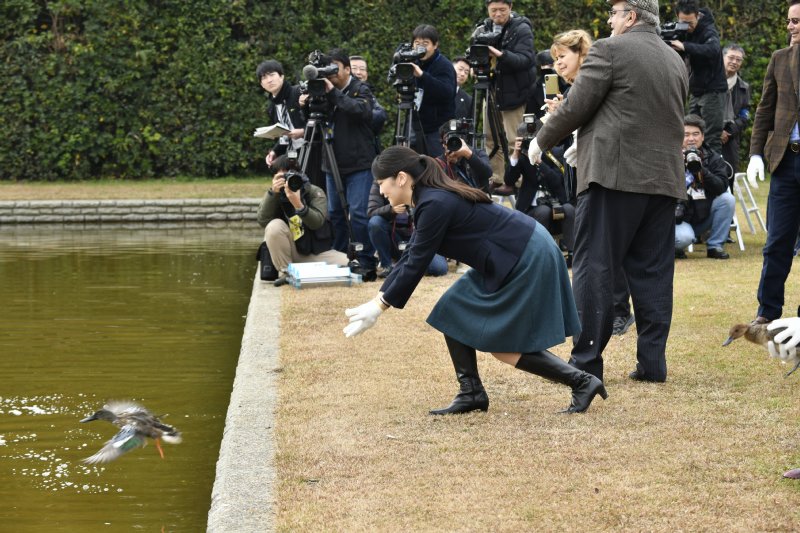 鴨を放鳥される眞子さま