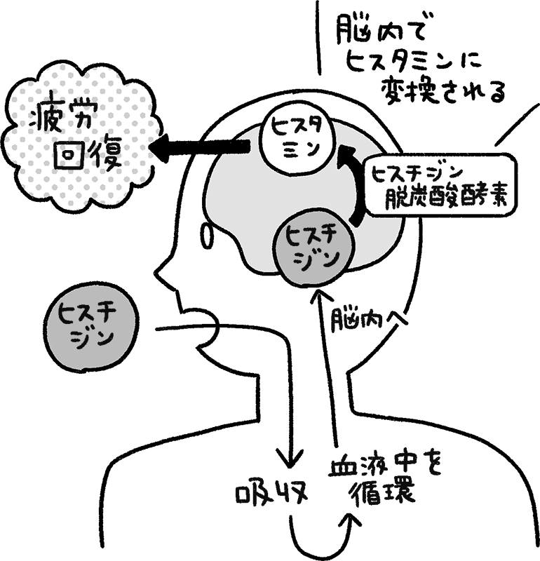 疲労回復するためにヒスチジンを脳内でヒスタミンに変化させているイメージイラスト