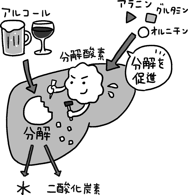 二日酔いが起こるメカニズムを図解