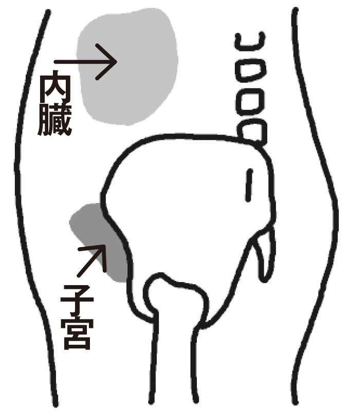 正しい状態にある骨盤を図解