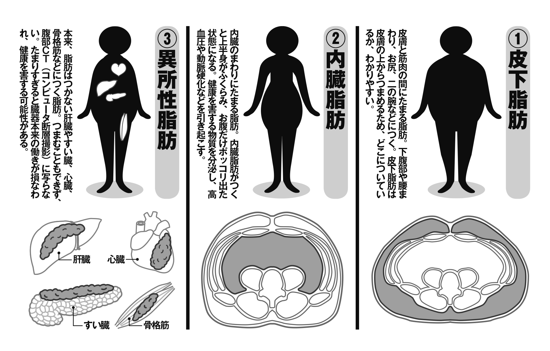 人間の体にある３種類の脂肪を図解