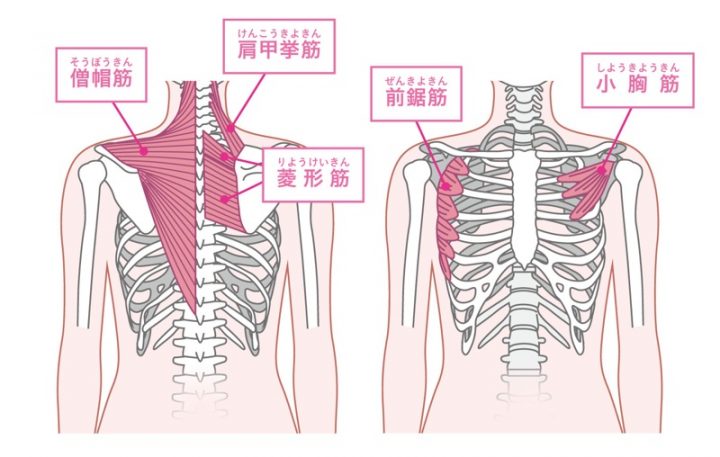 肩甲骨まわりの筋肉の解説