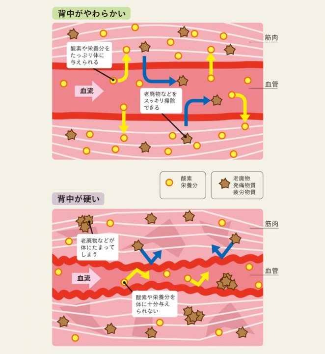 筋肉のイメージ図