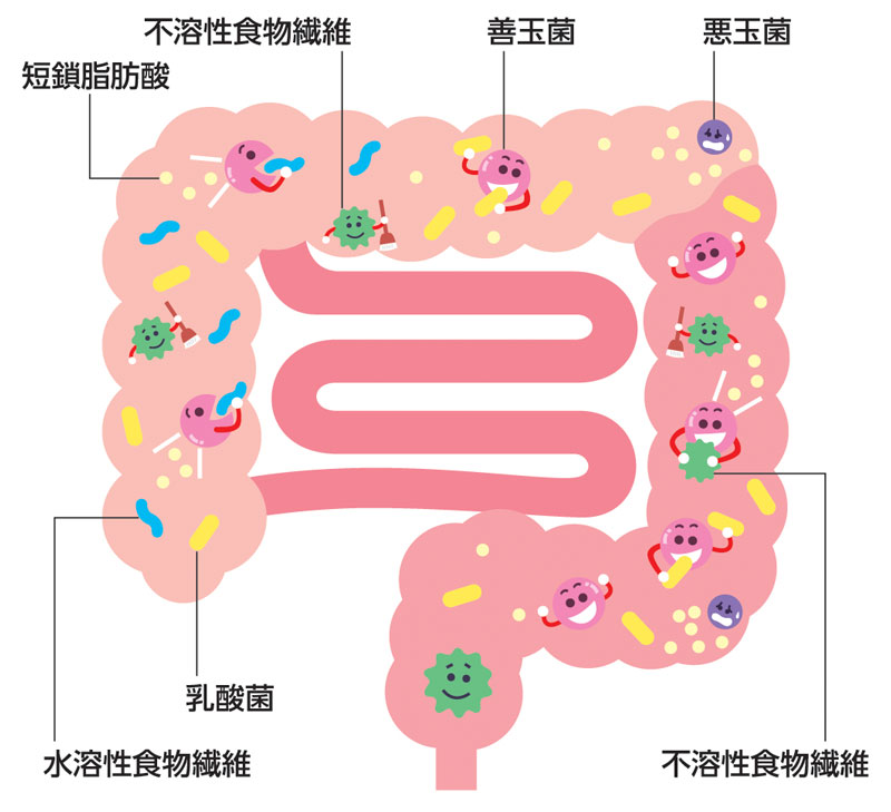 腸内のイメージ図