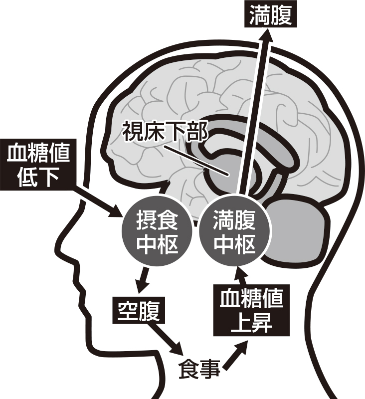 空腹を感じる脳のしくみ図解