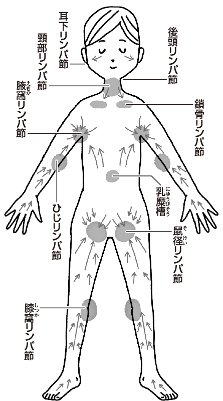 全身を巡るリンパ液と流れの方向図解