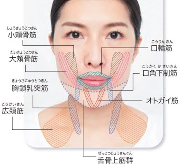 表情筋の場所を図解した写真