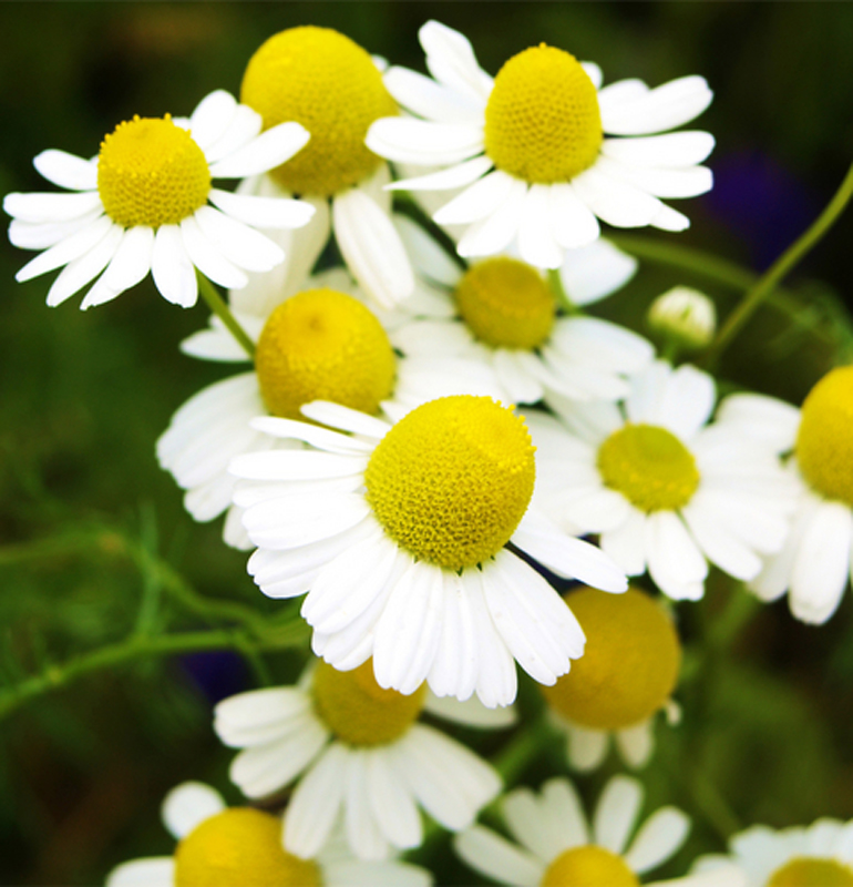 カモミールの花