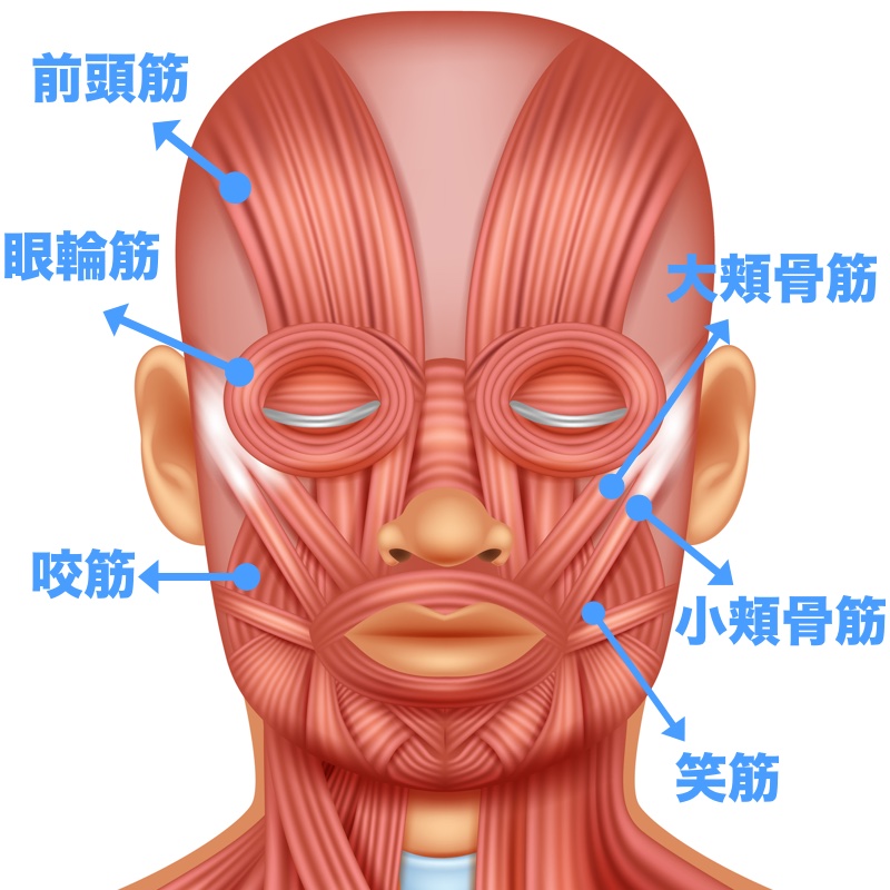 表情筋の解説イラスト