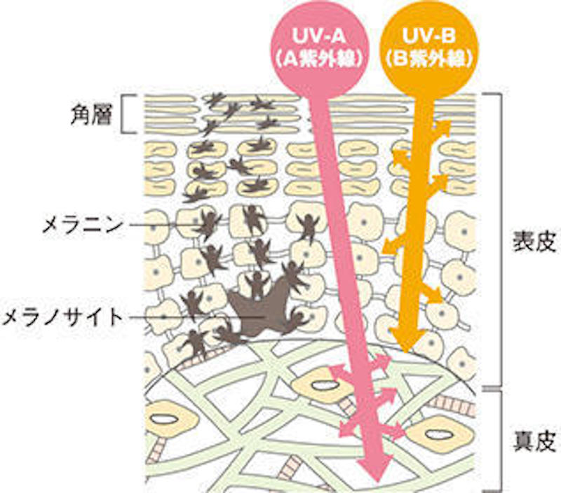 紫外線の種類によって変わる肌への影響を示した図