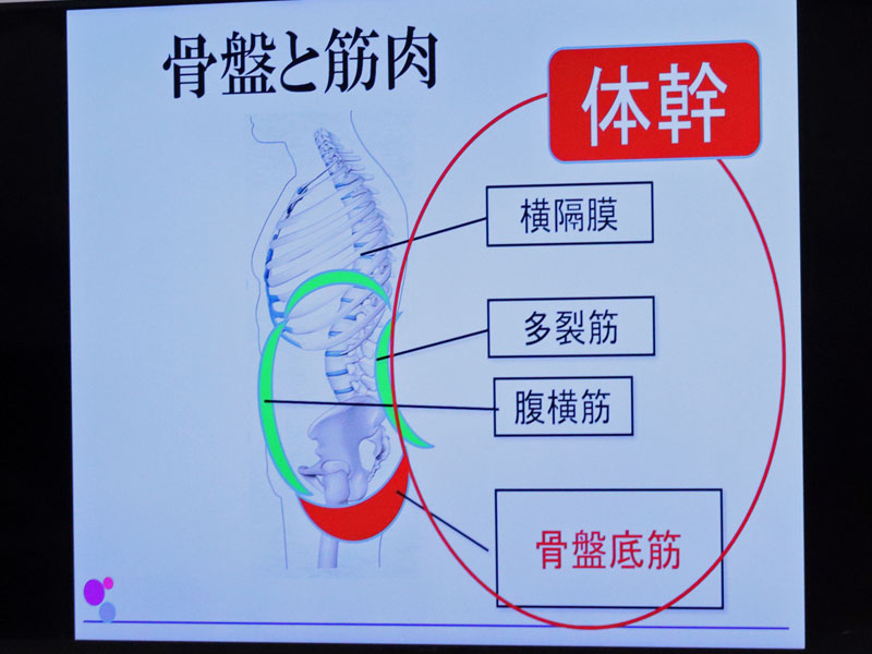 骨盤と筋肉の図