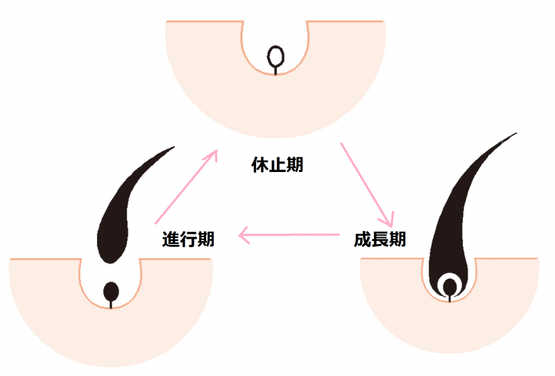 「毛周期」に合わせて脱毛