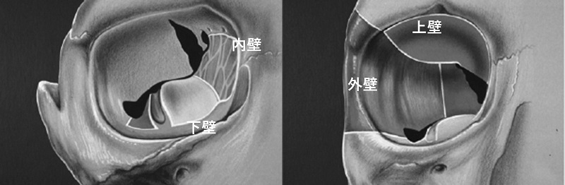 正面から見た右目の図。鼻の方に内壁が、耳の方に外壁がある