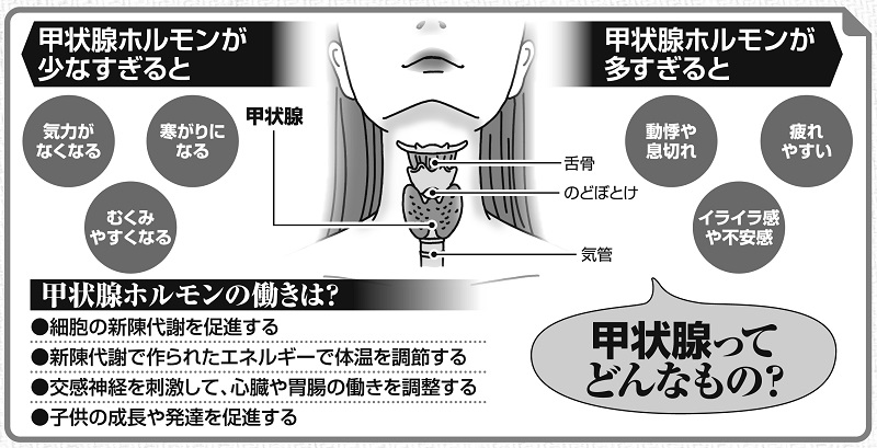 甲状腺について説明する解説図解