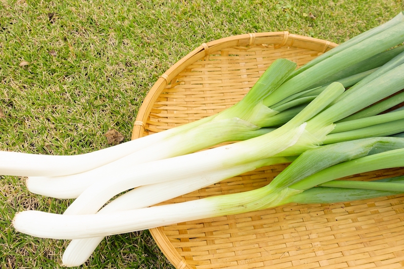 おいしいネギの見分け方を野菜のプロが伝授！（Ph/Photo AC）