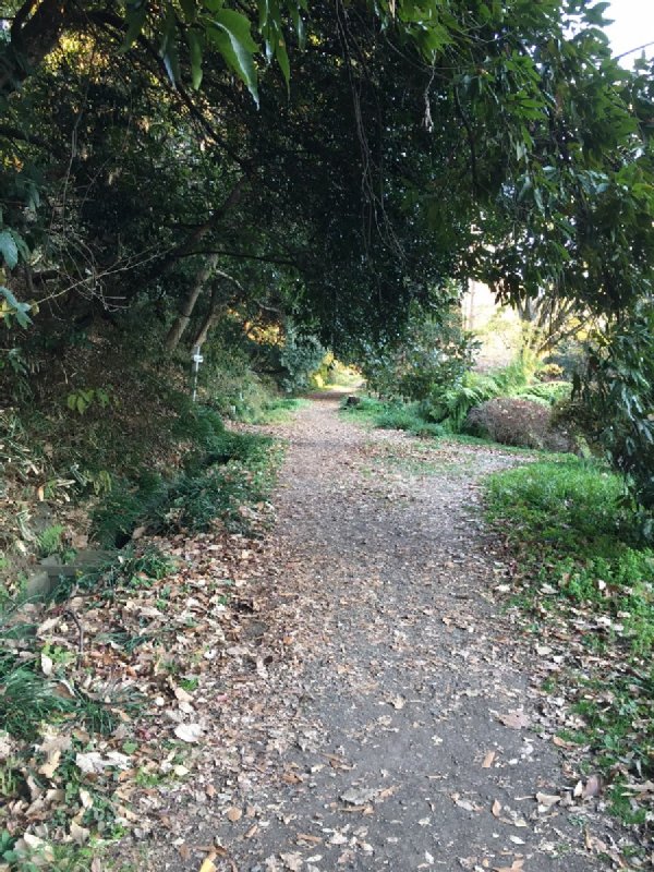 小石川植物園