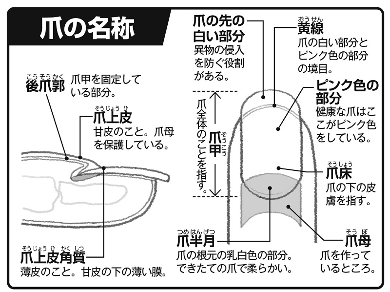 爪の名称図解