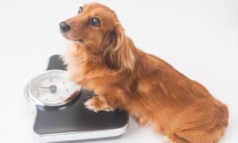 飼い犬の55％が実は太っている!?　愛犬と一緒に行うダイエットのすすめ