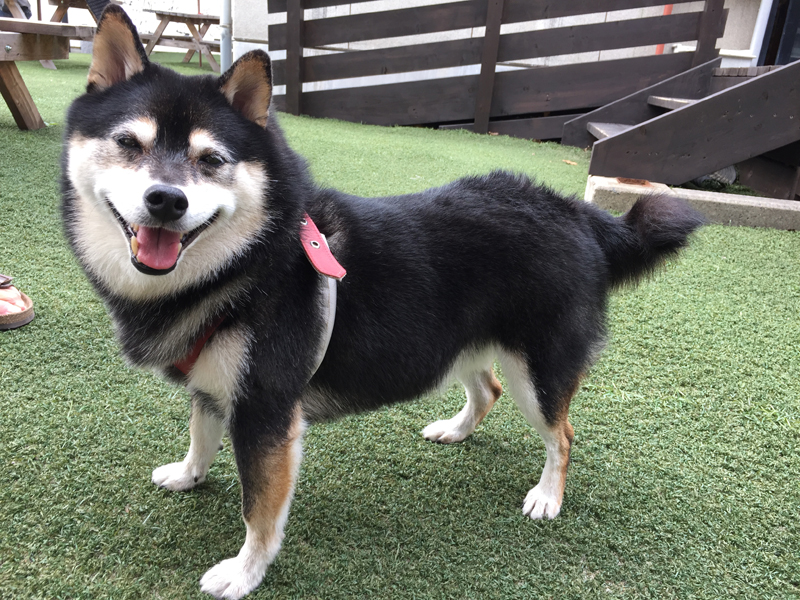 ドックプールで運動してスリムになった犬の様子