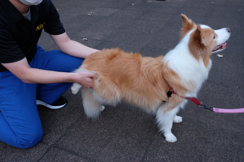 犬の散歩前ボディーチェックをしている