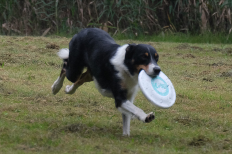 フライングディスクをくわえる犬