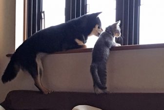 猫と犬、猫とウサギetc.…にゃんこたちの”種を超えた”友情にほっこり