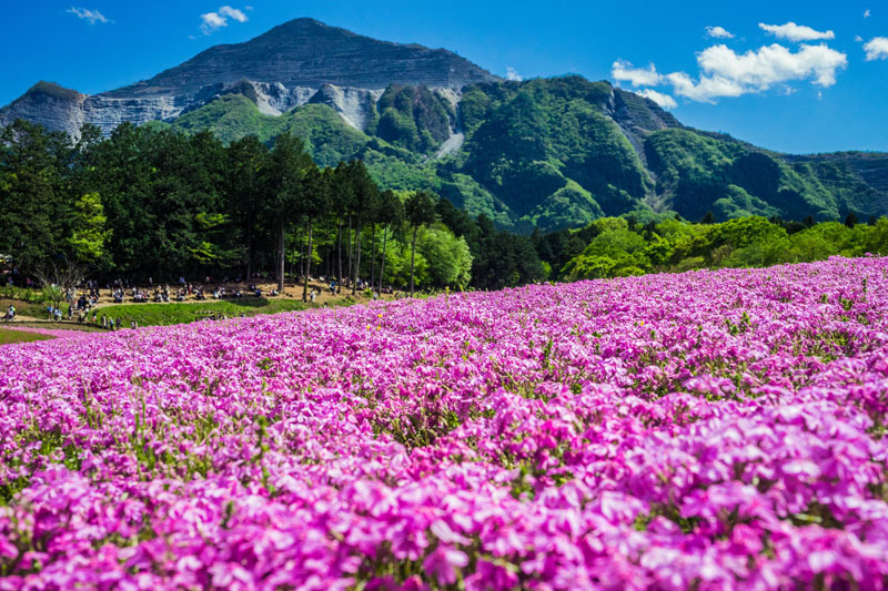 芝桜で有名な羊山公園