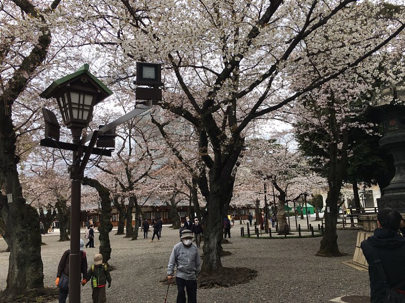 靖国神社の桜