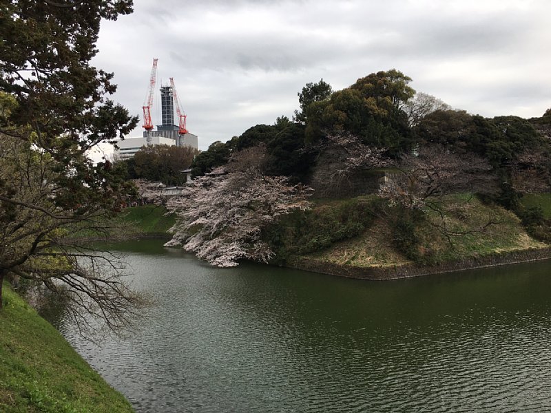 千鳥ヶ淵の桜