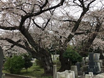 【63歳オバ記者のリアル】靖国神社の桜で思い出した、「東京の広さ」を見せられた40年前の出来事