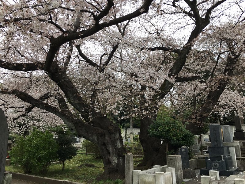 染井霊園の桜