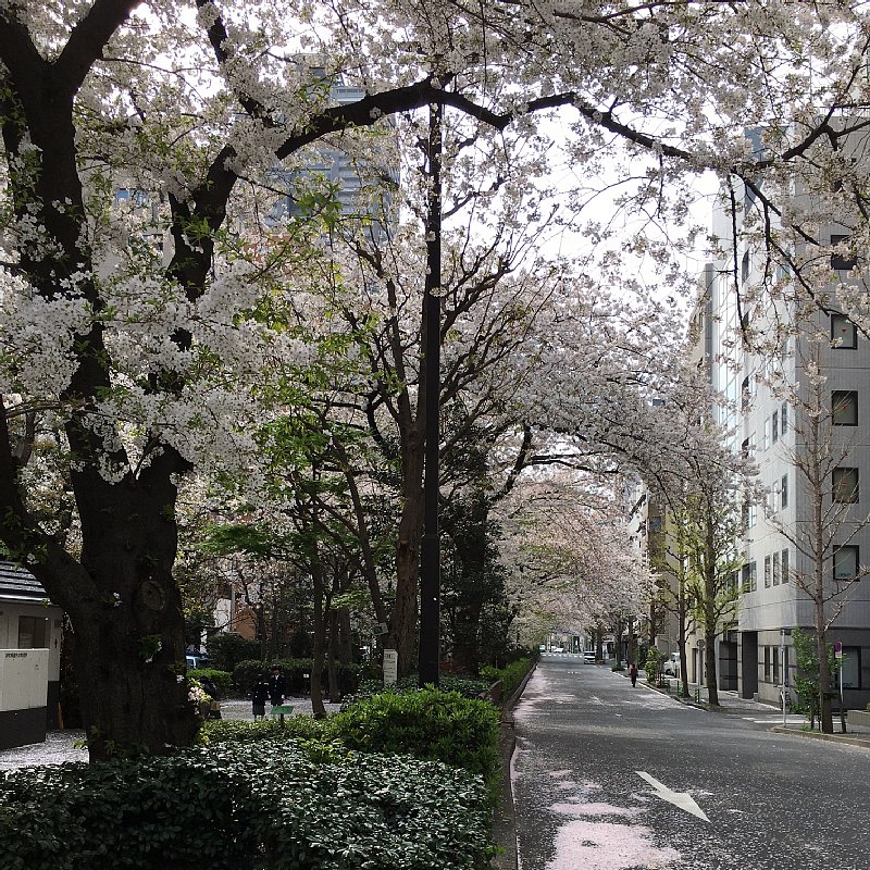 桜の風景