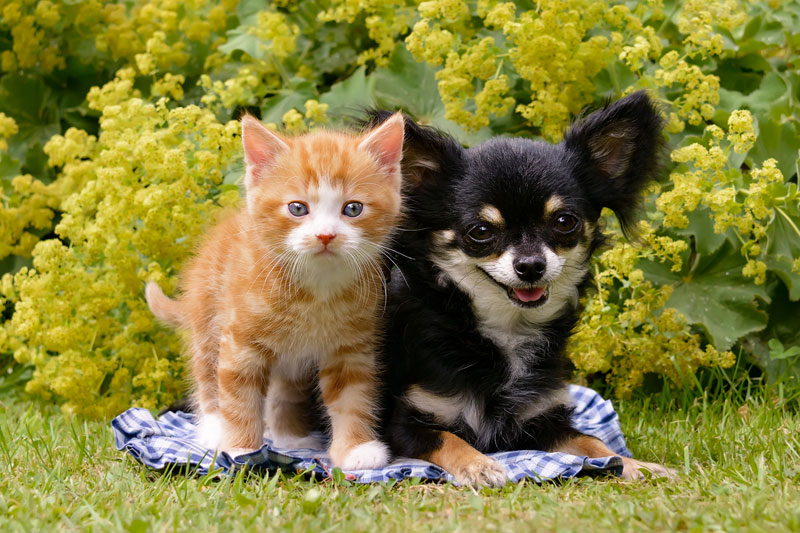 子犬と子猫