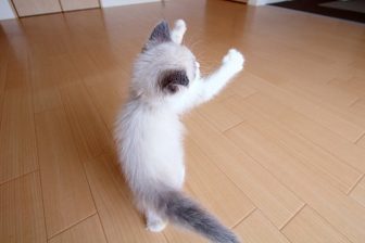 バレエや見事な腰ふりも？　決定的瞬間をとらえた“踊る猫”の姿に釘付け！