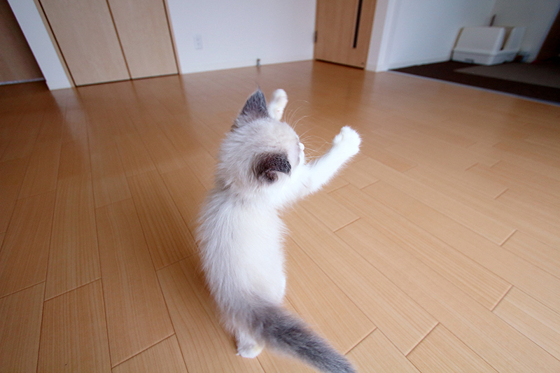 踊る猫