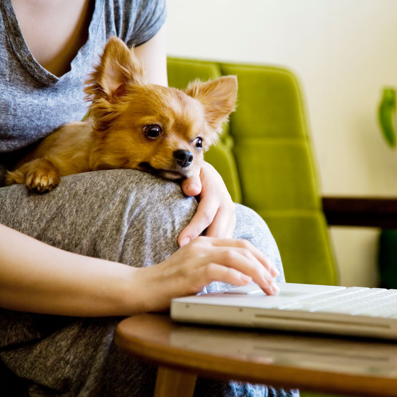 飼い主のひざの上にのる子犬