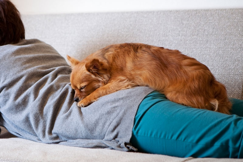 飼い主の上にのる犬