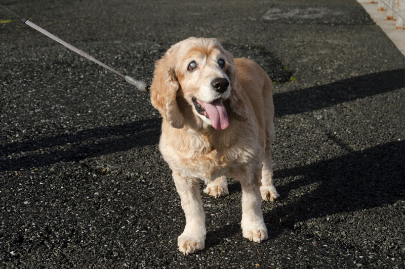 犬