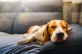 犬の熱中症はGWから注意！　春から初夏に気をつけたいペットの病気と対策