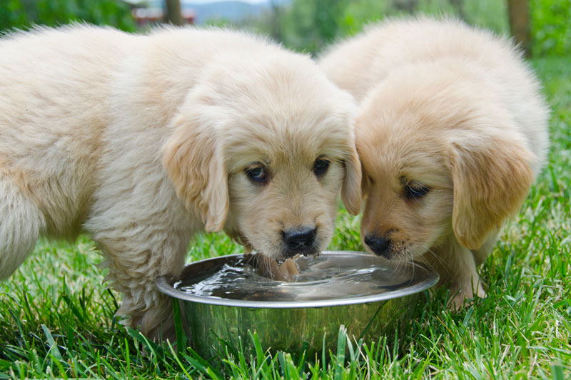 水を飲む犬