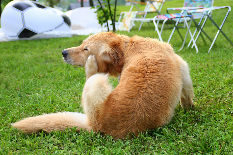 毛をかく犬