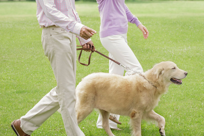 犬を散歩している夫婦