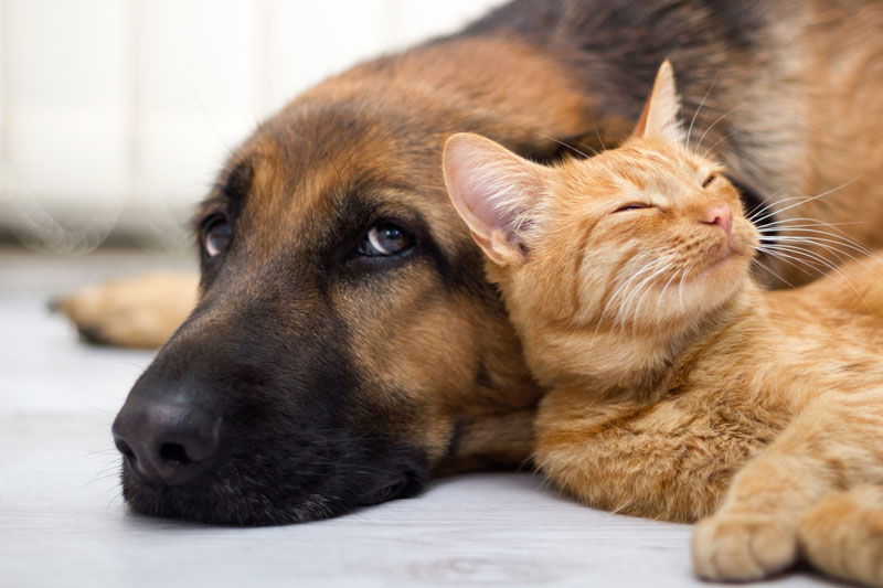 犬と猫